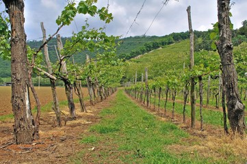Fototapeta na wymiar Vineyard landscape in the mountain valley during a nice sunny summer day