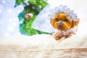Yorkshire terrier in white dress and crown at home new year 2018 with glowing bear and pine as background