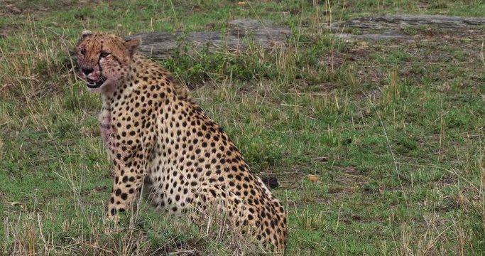 Cheetah, acinonyx jubatus, Adults eating a Kill, a Wildebest, Masai Mara Park in Kenya, Real Time 4K