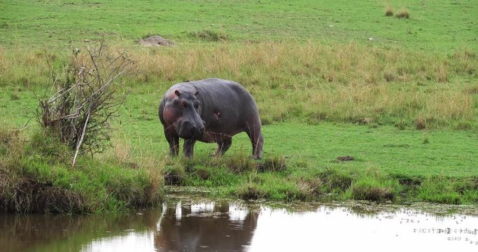 Hippopotamus, hippopotamus amphibius, Adult near Water, Masai Mara park in Kenya, Real Time 4K