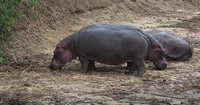 Hippopotamus, hippopotamus amphibius, Masai Mara park in Kenya, Real Time 4K
