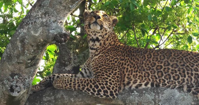 Leopard, panthera pardus, Adult standing in Tree, Masai Mara Park in Kenya, Real Time 4K