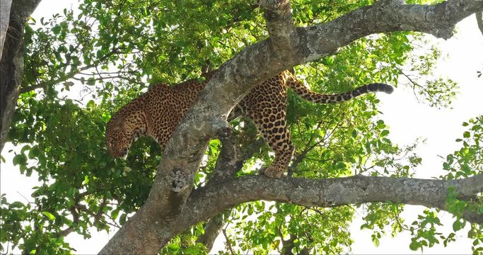 Leopard, panthera pardus, Adult standing in Tree, Masai Mara Park in Kenya, Real Time 4K