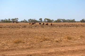 Obraz premium Cattle in arid landscape in Queensland