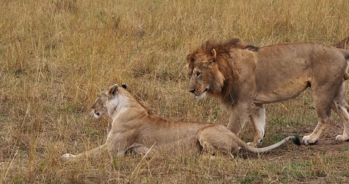 African Lion, panthera leo, Pair Mating, Masai Mara Park in Kenya, Real Time 4K