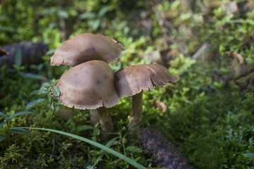 Pflanze, Natur, Botanik, Makro, Makroaufnahme, Nahaufnahme, Flora,