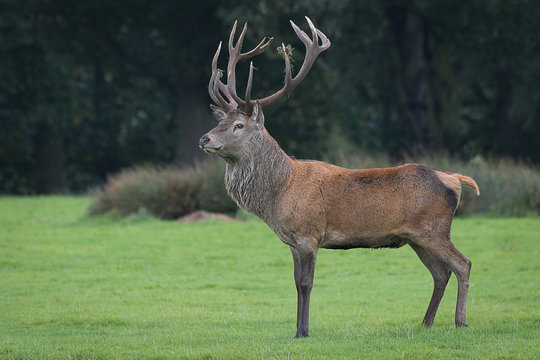 Fototapeta A full length side portrait of a red deer stag standing proudly and majestic