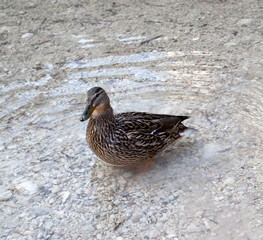 mallard duck