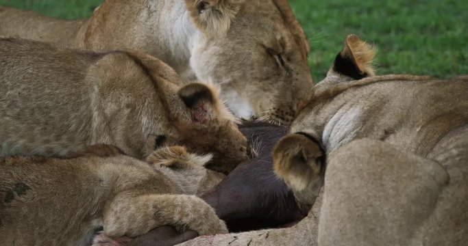 African Lion, panthera leo, Group with a Kill, a Wildebest, Masai Mara Park in Kenya, Real Time 4K