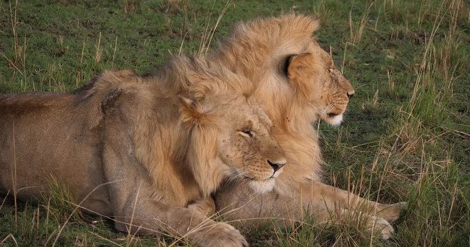 African Lion, panthera leo, Young Males, Masai Mara Park in Kenya, Real Time 4K