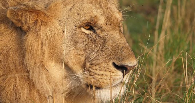 African Lion, panthera leo, Portrait of Male, Masai Mara Park in Kenya, Real Time 4K