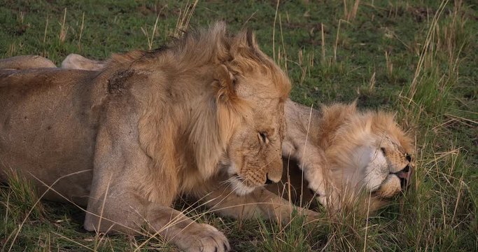 African Lion, panthera leo, Young Males, Masai Mara Park in Kenya, Real Time 4K