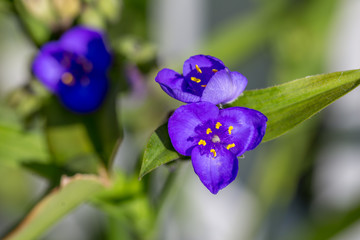 Drei blaue Bl&uuml;ten