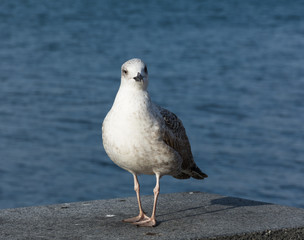 curious Seagull