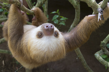 Young Hoffmann's two-toed sloth (Choloepus hoffmanni) climbing tree (Puerto Viejo, Limon, Costa Rica). © Ivan Kuzmin