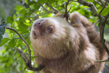 Young Hoffmann's two-toed sloth (Choloepus hoffmanni) climbing tree (Puerto Viejo, Limon, Costa Rica).