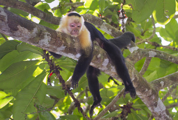 White-headed capuchin (Cebus capucinus) relaxing on a tree branch (Cahuita National Reserve, Lemon, Costa Rica).