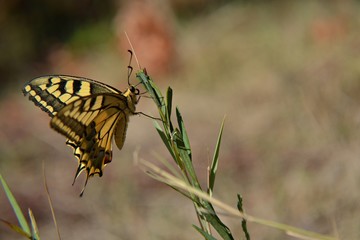 Yellow butterfly standing at the grass field 