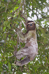 Brown-throated three-toed sloth (Bradypus variegatus) climbing a tree (Cahuita National Reserve, Limon, Costa Rica). © Ivan Kuzmin