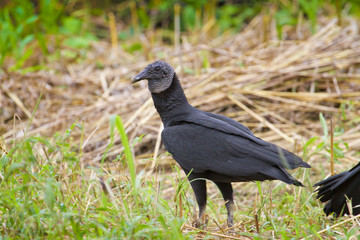 Black vulture (Coragyps atratus) on the roadside, Alajuela, Costa Rica.