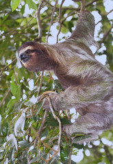 Brown-throated three-toed sloth (Bradypus variegatus) climbing a tree (Cahuita National Reserve, Limon, Costa Rica).