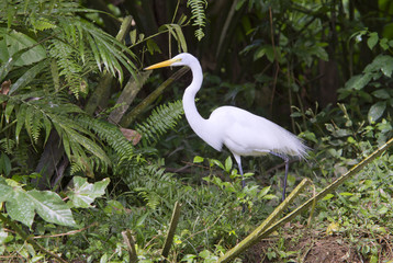 Great egret (Ardea alba) in Cano Negro National Refuge, Costa Rica.