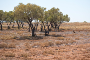 Kangaroo hiding in trees in arid outback Queensland