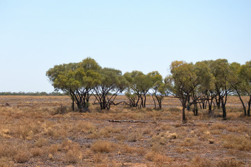 Trees in arid outback Queensland