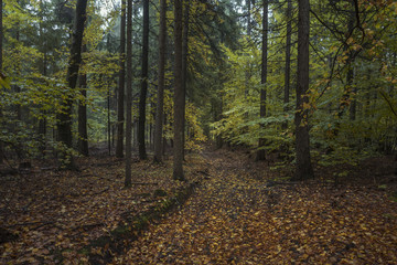 Fototapeta na wymiar Wald in Kärnten