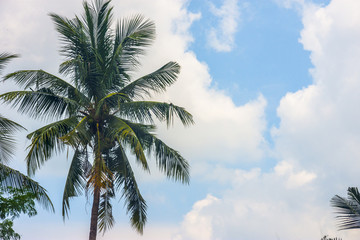 tropical view landscape with palm tree againtst blue sky.
