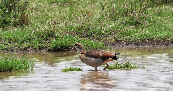 Egyptian Goose, alopochen aegyptiacus, Adult Eating, real Time 4K