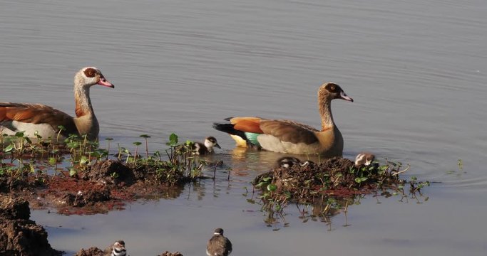 Egyptian Goose, alopochen aegyptiacus, Male with Female and Goslings, real Time 4K