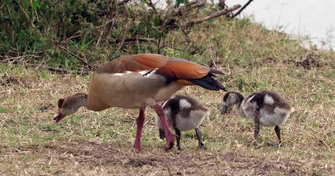 Egyptian Goose, alopochen aegyptiacus, Adult and Goslings, real Time 4K