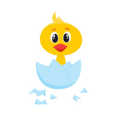 vector cartoon cute baby chicken character. Yellow small funny chick hatching from egg. Flat bird animal, isolated illustration on a white background.