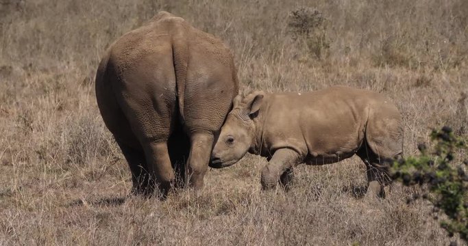 White Rhinoceros, ceratotherium simum, Mother and Calf Suckling, Nairobi Park in Kenya, Real Time 4K