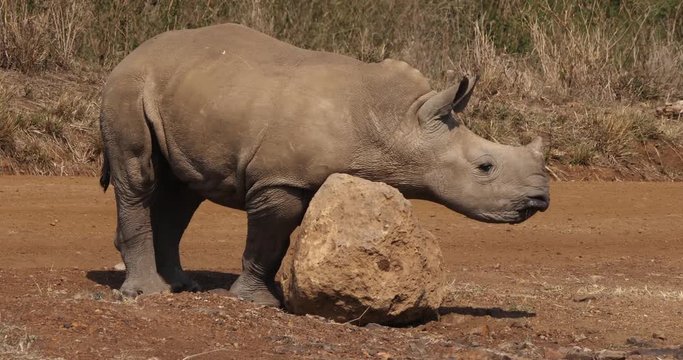 White Rhinoceros, ceratotherium simum, Calf scratching on Stone, Nairobi Park in Kenya, Real Time 4K