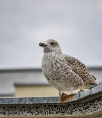 Young gull bird