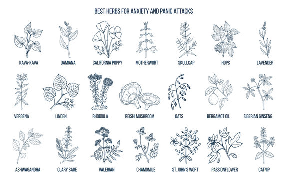 Best herbs for anxiety and panic attacks