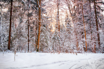 Beautiful winter forest after a snowfall