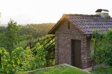 Fototapeta na wymiar vineyard cottage at sunset