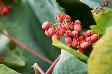 Cyphostemma juttae fruit, also known as wild grape, tree grape and Namibian grape