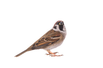 sparrow