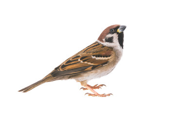 sparrow