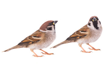 two sparrow