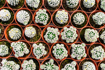 Cactus tree shop with breeding in the house for sale