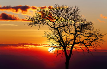 The deciduous tree at Phu Tup Lap