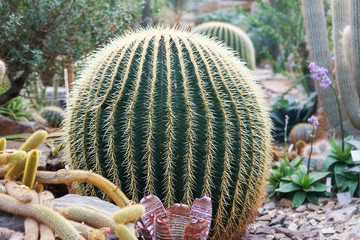 Golden barrel cactus (Echinocactus grusonii), also known as golden ball