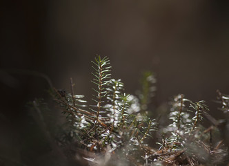 Nahaufnahme Heidekraut