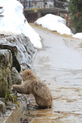 japanese snow monkey