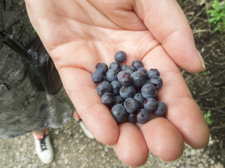 Blueberries on the hand